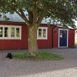 Ein schwarzer Hund liegt neben einem roten Gebäude mit einem Baum. in der Unterkunft Komleryd in Långås