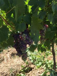 Imagen de la galería de Casa Natura, en San Gimignano