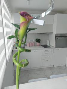 Fotografie z fotogalerie ubytování Apartment De Luna Belgrade v Bělehradě