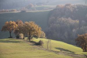 a green field with trees on a hill at L'Isola Che Non C'era in Apiro