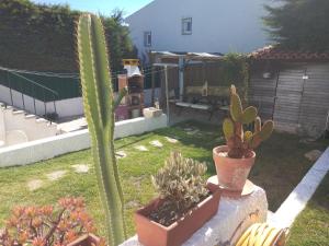 een tuin met cactussen en planten aan een muur bij Casa Dos Cedros in Setúbal