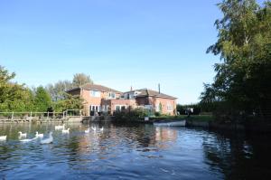 um grupo de cisnes sobre a água em frente a uma casa em Lakeside Old Hunstanton em Hunstanton