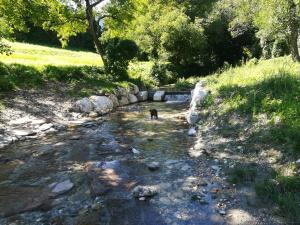 un chien debout dans un ruisseau d'eau dans l'établissement B&B Il Crogiolo, à Bosentino