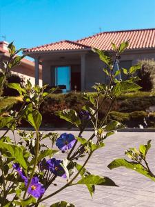 eine Pflanze mit lila Blumen vor einem Haus in der Unterkunft Casa con jardín al lado de Playa Hío in Vilanova