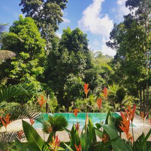 basen w dżungli z drzewami i kwiatami pomarańczy w obiekcie Camping Macacos d'ajuda w mieście Porto Seguro