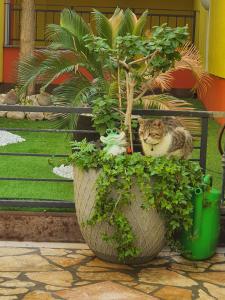 a cat sitting on a bench next to a plant at Apartments Maslina in Crikvenica