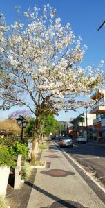 a tree with white flowers on the side of a street at Piccola Pousada in Águas de São Pedro