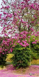 アグアス・デ・サン・ペドロにあるPiccola Pousadaのピンクの花が咲く花木
