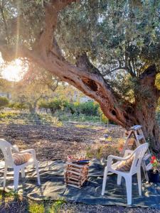 deux chaises et une échelle sous un arbre dans l'établissement Villa Calcasacco, à Termini Imerese