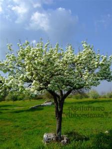 a tree with white flowers on it in a field at Abbondanza® Agriturismo in Alberobello