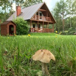un champignon dans l'herbe devant une maison dans l'établissement Domek nad Wkrą, à Popielżyn Górny