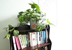 a book shelf with books and a plant at Marlborough House - Guest House in Oxford