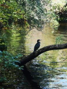 a bird sitting on a tree branch in the water at Hillhaven Bed &Breakfast in Fortrose