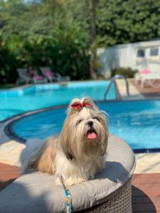 Pet ou pets ficando com hóspedes em Pousada Toca da Praia