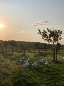 eine Herde von weißen Vögeln, die auf einem Feld stehen in der Unterkunft Ferienwohnung am grünen Band, Gretchen in Wittingen