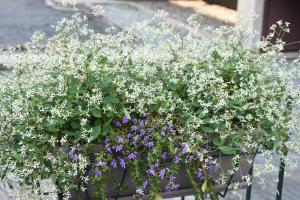 una pianta in vaso con fiori bianchi e viola di B&B Luci di Stelle a Saluzzo