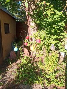 a tree with apples on it next to a house at Linas Töpferhof in Weißenfels