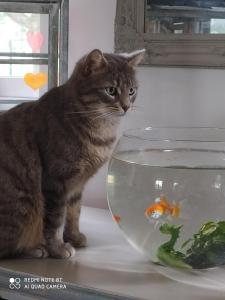 a cat sitting next to a fish bowl at Chambres d'hotes du Port Gautier in Vouvray-sur-Loir