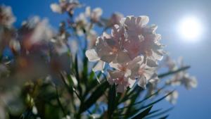 a bunch of pink flowers in a vase at Hotel Flores in Poreč