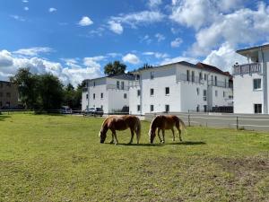 two horses grazing in a field in front of a building at Schöner wohnen im Herzen Oldenburgs in Oldenburg