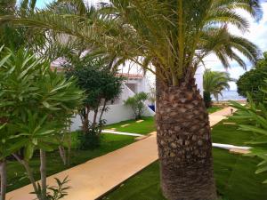 a palm tree in a yard next to a sidewalk at Hotel Roca Bella in Es Pujols