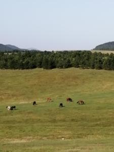 een groep paarden die in een veld grazen bij Apartments NS Novaković in Zlatibor