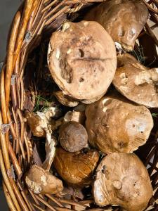 Zdjęcie z galerii obiektu Sosnowy domek w rezerwacie nad Narwią w mieście Bokiny