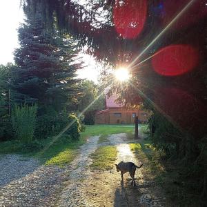 Zwierzęta zatrzymujące się w obiekcie Uroczysko Ruczaj
