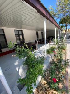 un gruppo di piante che crescono sotto un edificio di Arizet Boutique Mamaia a Mamaia