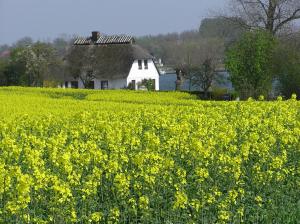 a field of yellow flowers in front of a house at De lütte im gulen Hus in Kappeln