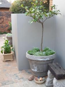 a potted tree in a pot next to a wall at @Home in the East in Pretoria