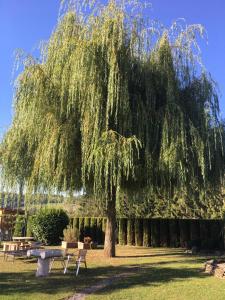 a large weeping willow tree in a park at Landhotel Saar-Mosel in Tünsdorf
