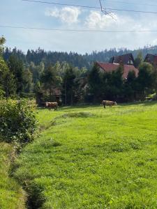three cows grazing in a field of green grass at Agroturystyka u Beaty Dom II in Korbielów