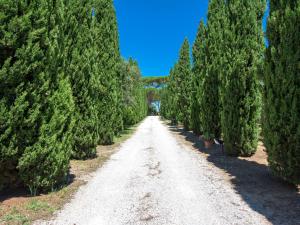 Una strada attraverso una foresta di alberi di Natale di Apartment Podere Tre Termini-2 by Interhome a Cecina