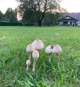 Gallery image of Zbereze 18 "Na Lipę" in Wola Uhruska +48 photos