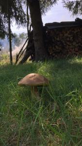 Gallery image of Zbereze 18 "Na Lipę" in Wola Uhruska