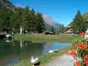 a white duck standing in the water near a river at Apartment Haus Alpenrose by Interhome in Saas-Almagell