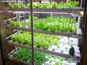 a display of lettuce and other lettuces in a store at APA Hotel Tokushima Ekimae in Tokushima