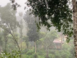 uma casa no meio de uma floresta com árvores em Serene Woods em Madikeri