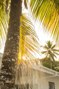 
a palm tree in the middle of a palm tree filled with water at Le Nautique Beachfront Apartments in Anse Royale

