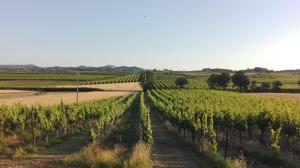 winnica na środku pola w obiekcie Agriturismo La Chiesina w mieście Abbadia di Montepulciano