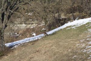 a dog walking down a hill next to a snow covered slope at Il Fienile in Selvapiana