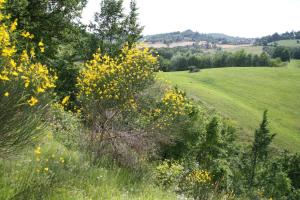 a green field with yellow flowers in a field at Il Fienile in Selvapiana