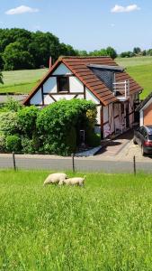 two sheep grazing in the grass in front of a house at Ferienhaus Strandblume in Elsfleth