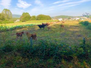 Tiere in der Pension oder in der Nähe