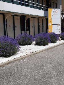 une rangée de buissons violets devant un bâtiment dans l'établissement Premiere Classe Lyon Sud - Chasse Sur Rhône, à Chasse-sur-Rhône