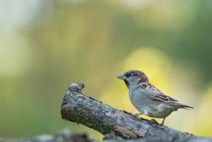 Animale la sau în apropiere de această cameră de închiriat