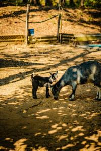 un perro y un gato parados en un campo en Hotel Fazenda Ramon, en São Lourenço