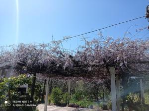 una pérgola cubierta de glicinas en un jardín en POSADA, en Minas