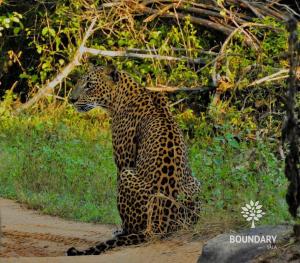 Foto sihtkohas Kataragama asuva majutusasutuse The Boundary Yala galeriist